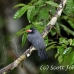 nunbird_whitefronted_la_h_0743_ecu2770.jpg